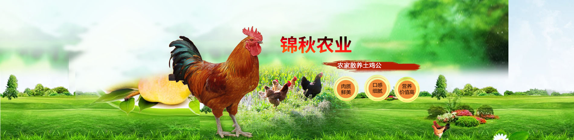 無抗草雞蛋